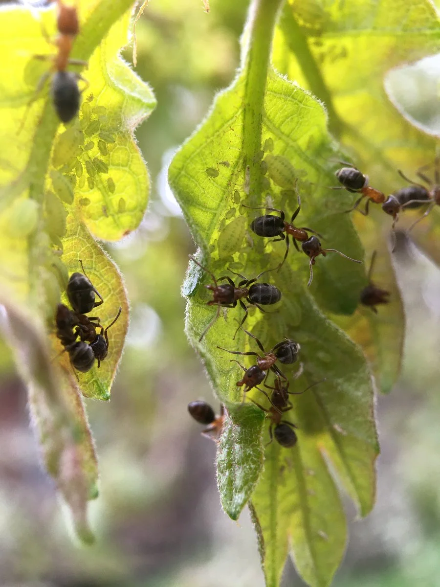 oregon_white_oak_ants_and_aphids_02_web.jpg