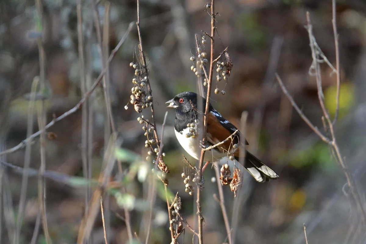 spotted_towhee_eating_poison_oak_berries_01_web.jpg