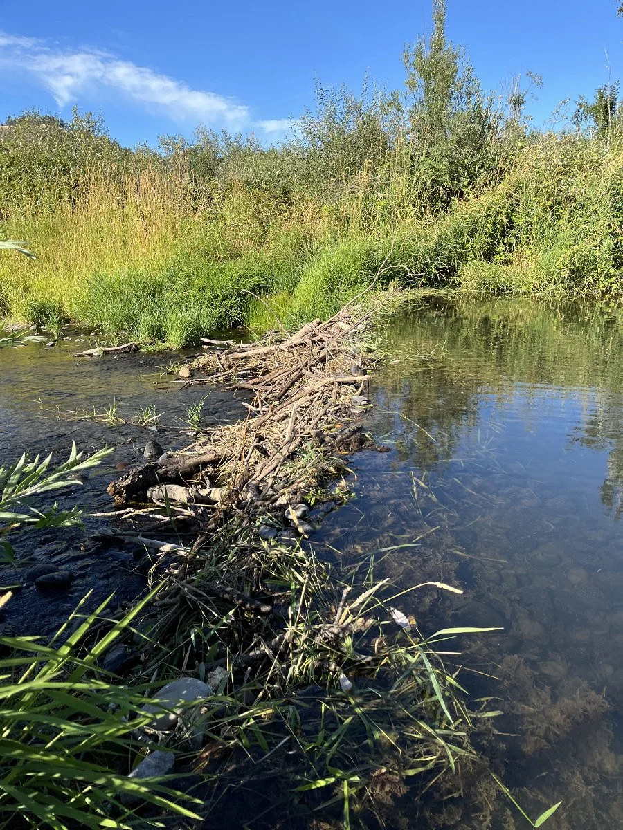 beaver_dam_looking_across_right_side_web.jpg