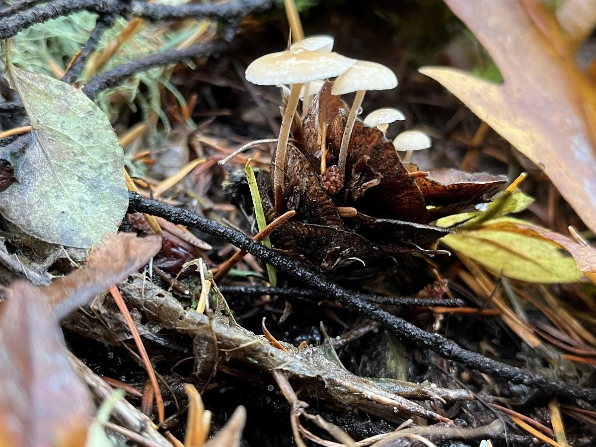douglas-fir_cone_mushrooms_02_web.jpg