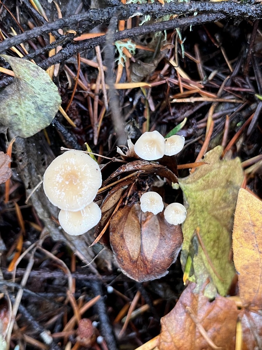 douglas-fir_cone_mushrooms_from_above_web.jpg