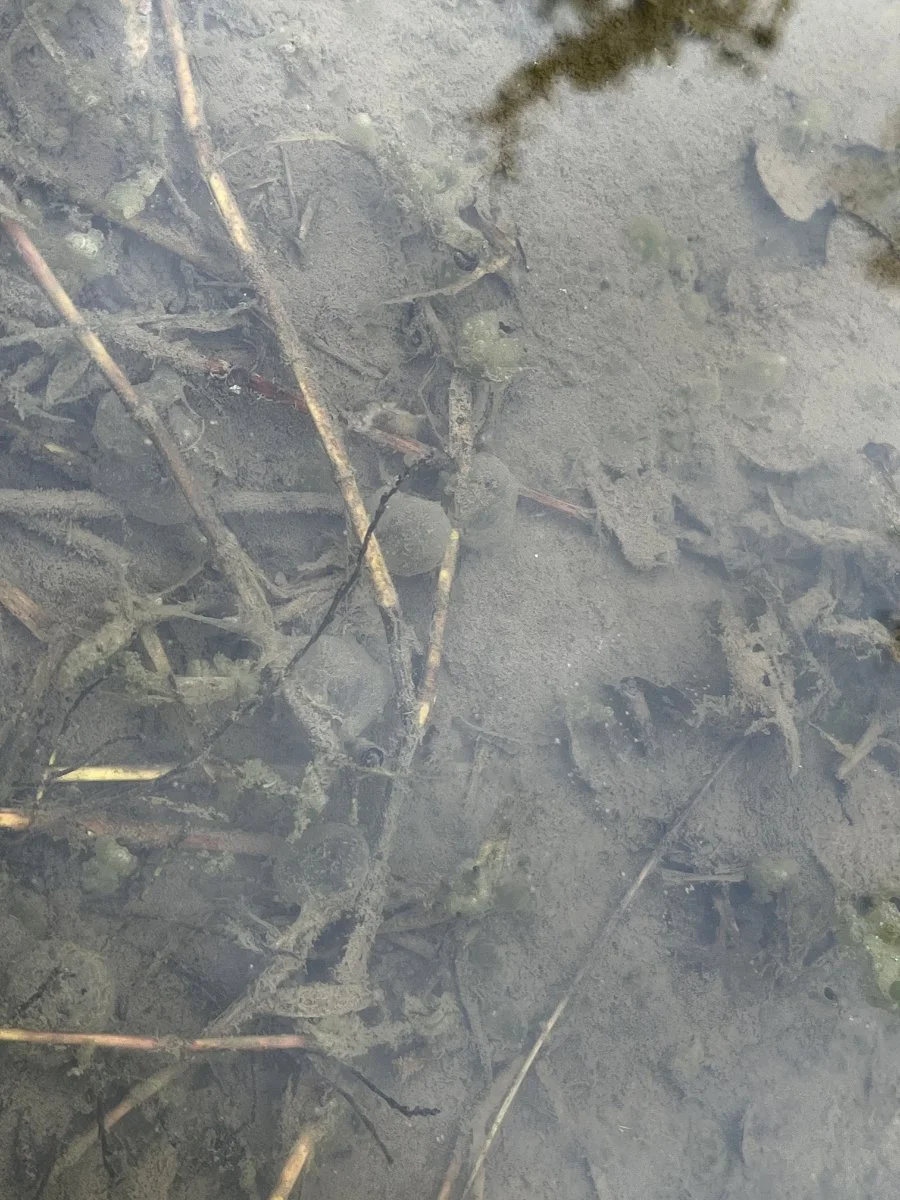 pacific_treefrog_eggs_02_web.jpg