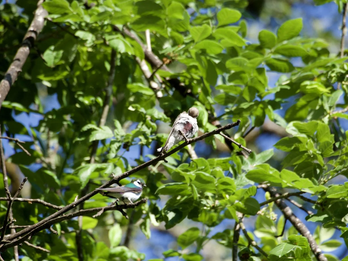 violet-green_swallow_brood_patch_web.jpg