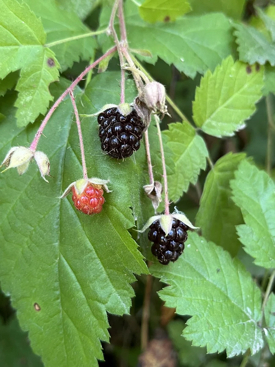 trailing_blackberry_fruit_02_web.jpg