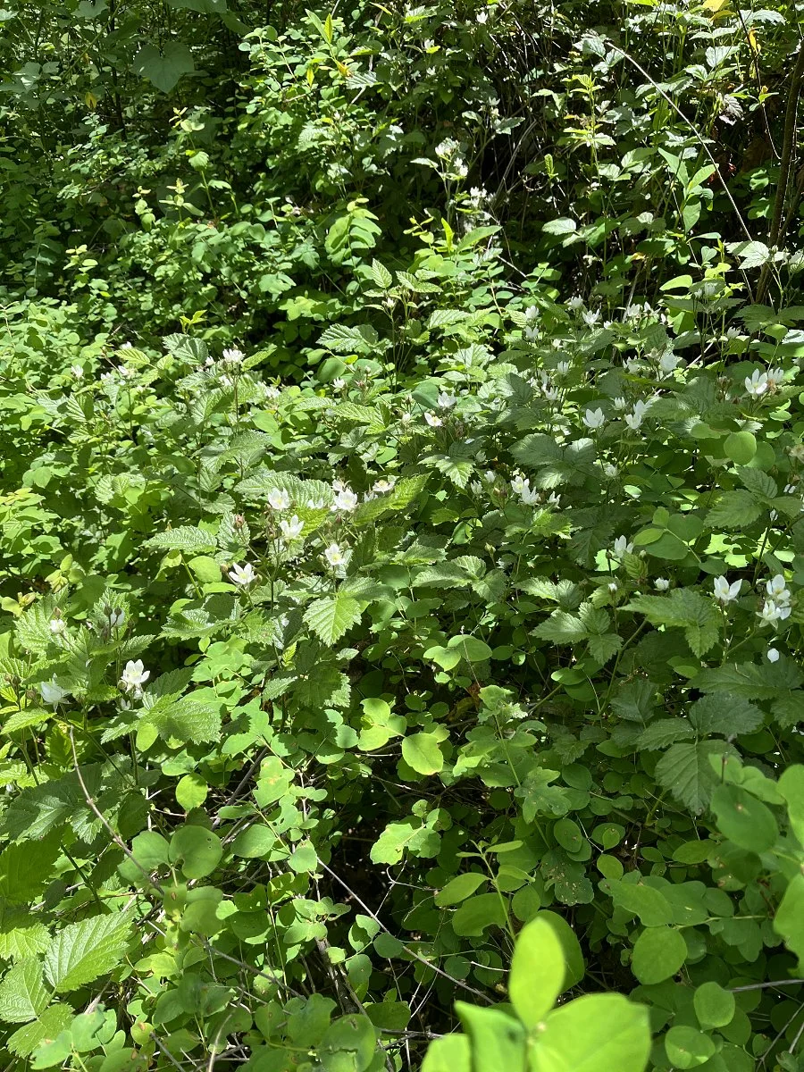 trailing_blackberry_patch_blooming_web.jpg