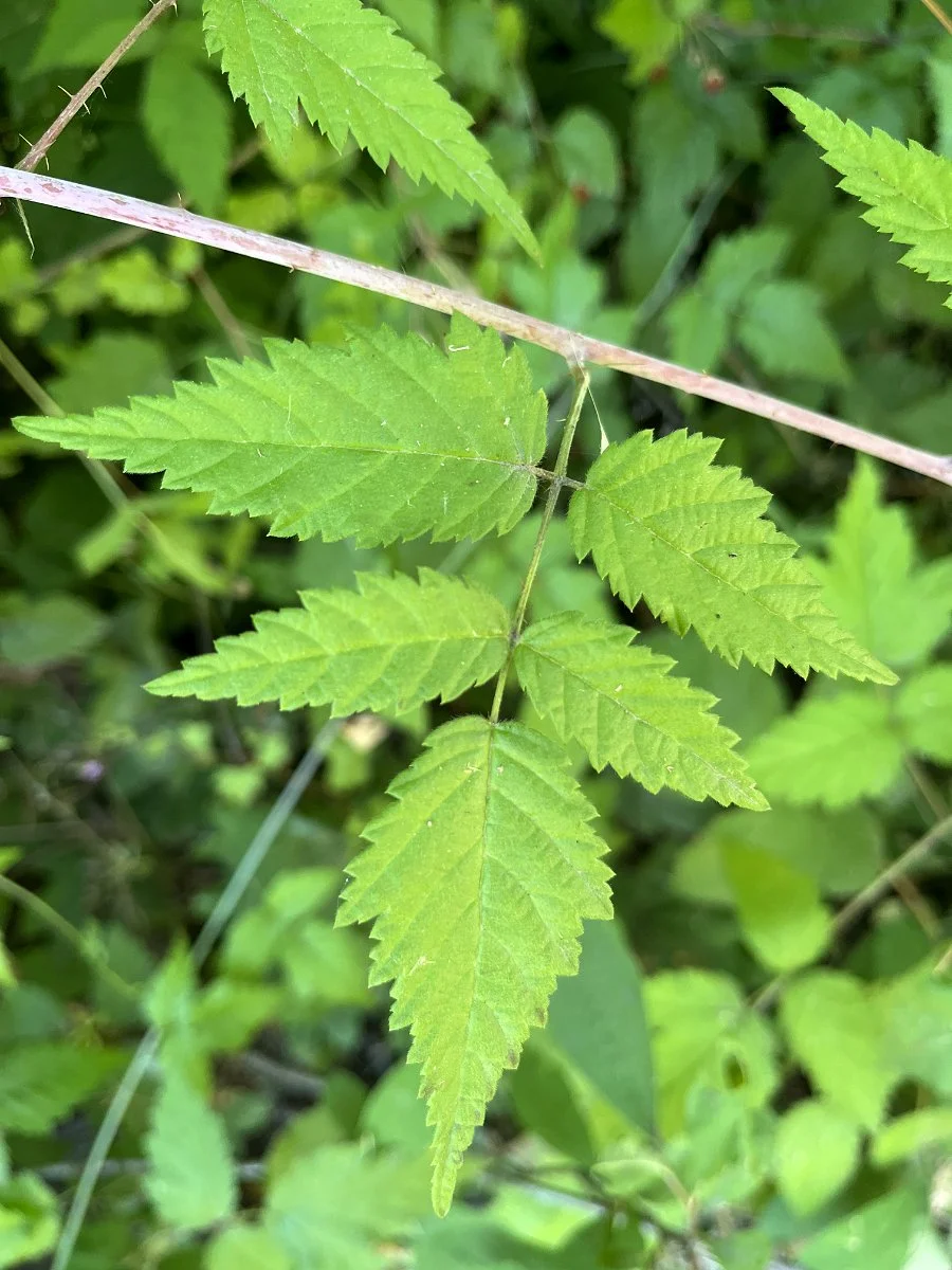 trailing_blackberry_leaflets_web.jpg