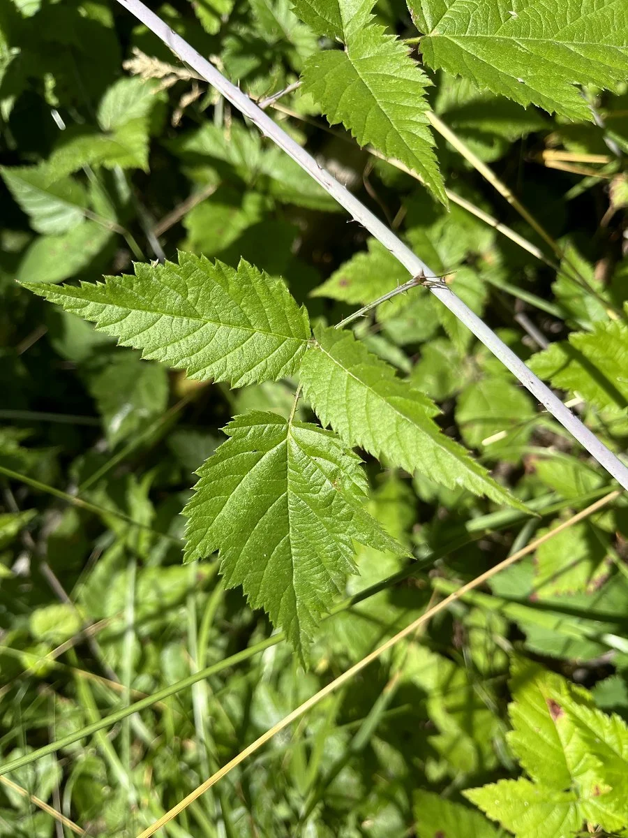 trailing_blackberry_leaves_web.jpg
