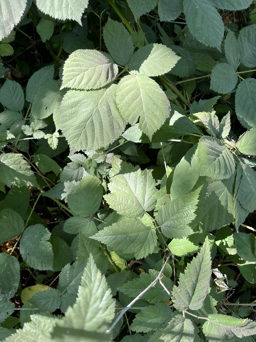 trailing_blackberry_compare_himalayan_blackberry_web.jpg