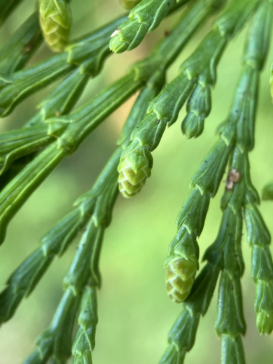 incense_cedar_male_cones_forming_02_web.jpg