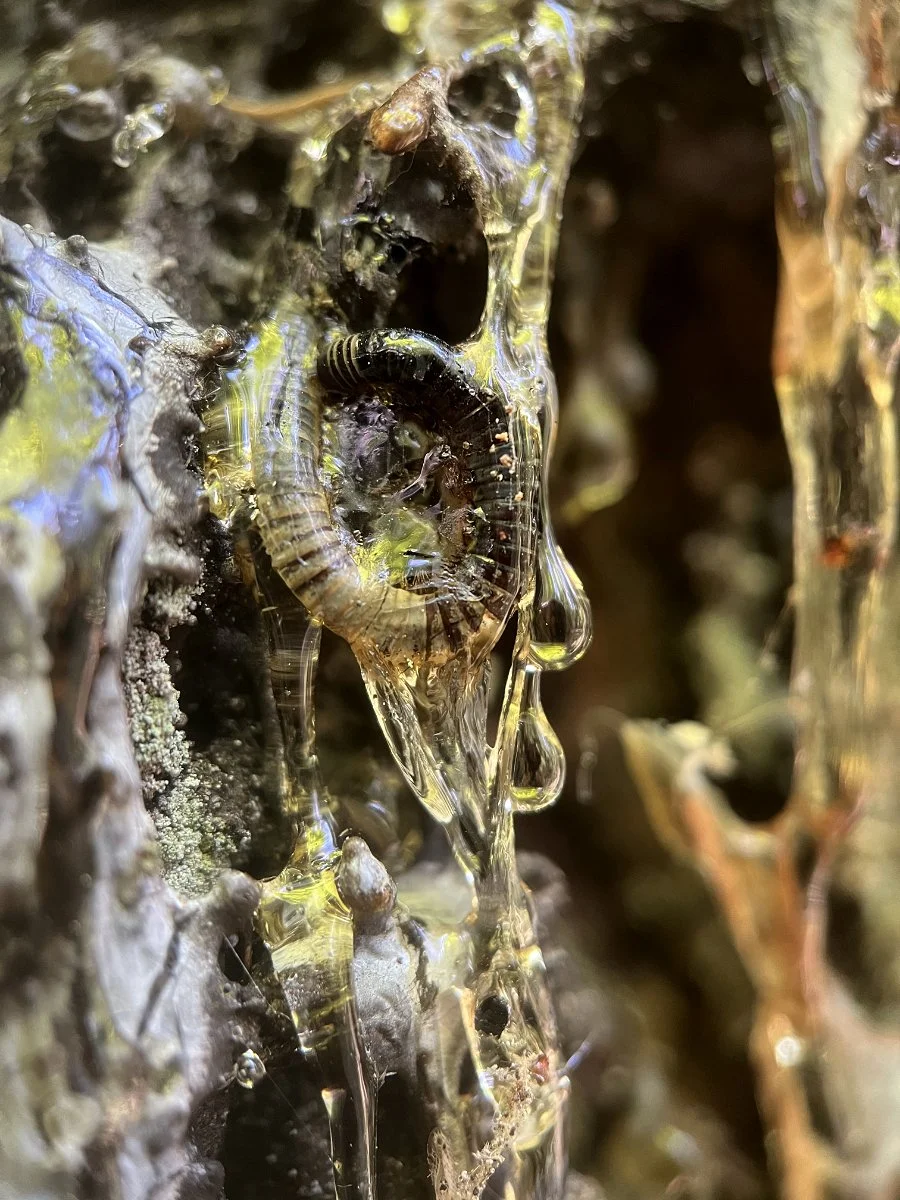 millipede_stuck_in_douglas-fir_tree_sap_01_web.jpg