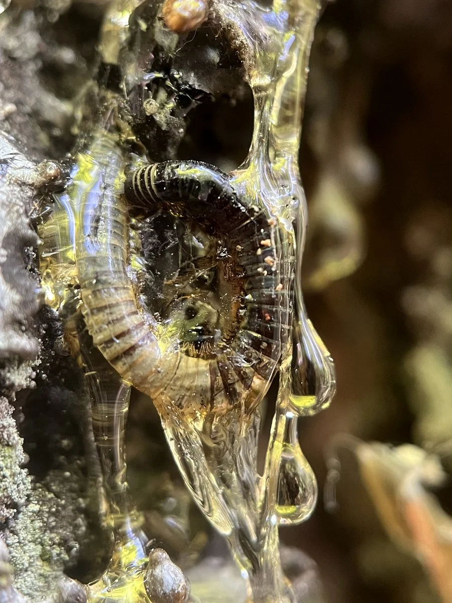 millipede_stuck_in_douglas-fir_tree_sap_02_web.jpg