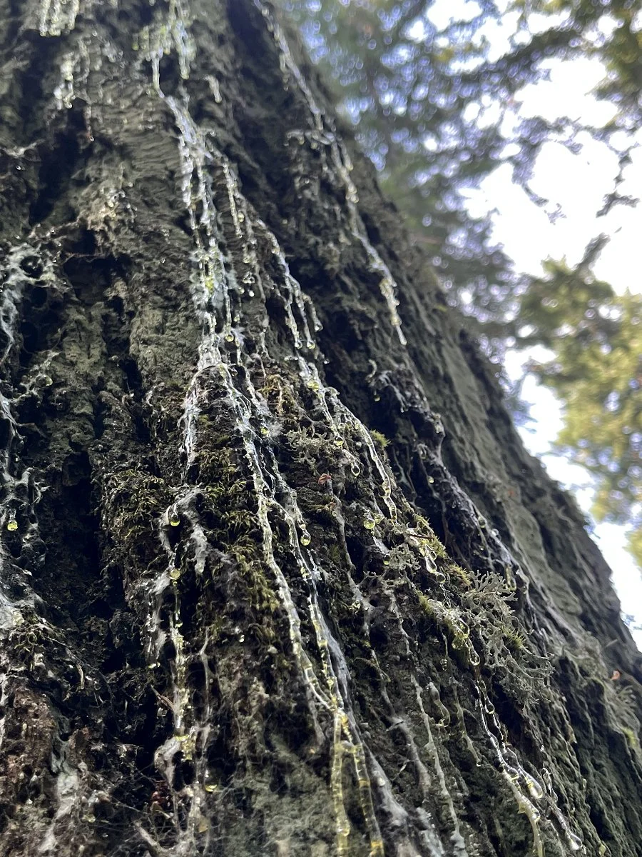 resin_cascading_down_tree_01_web.jpg