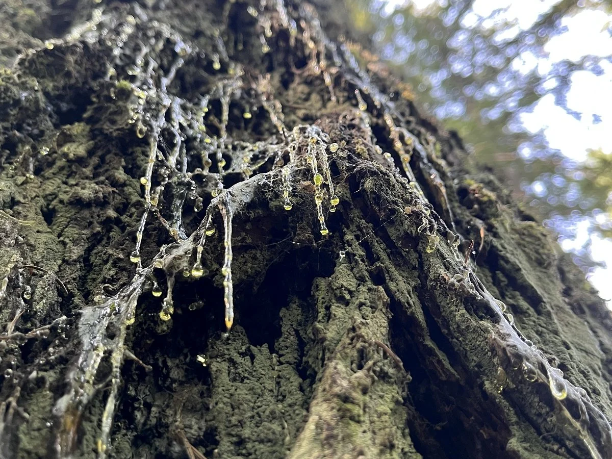 resin_cascading_down_tree_02_web.jpg