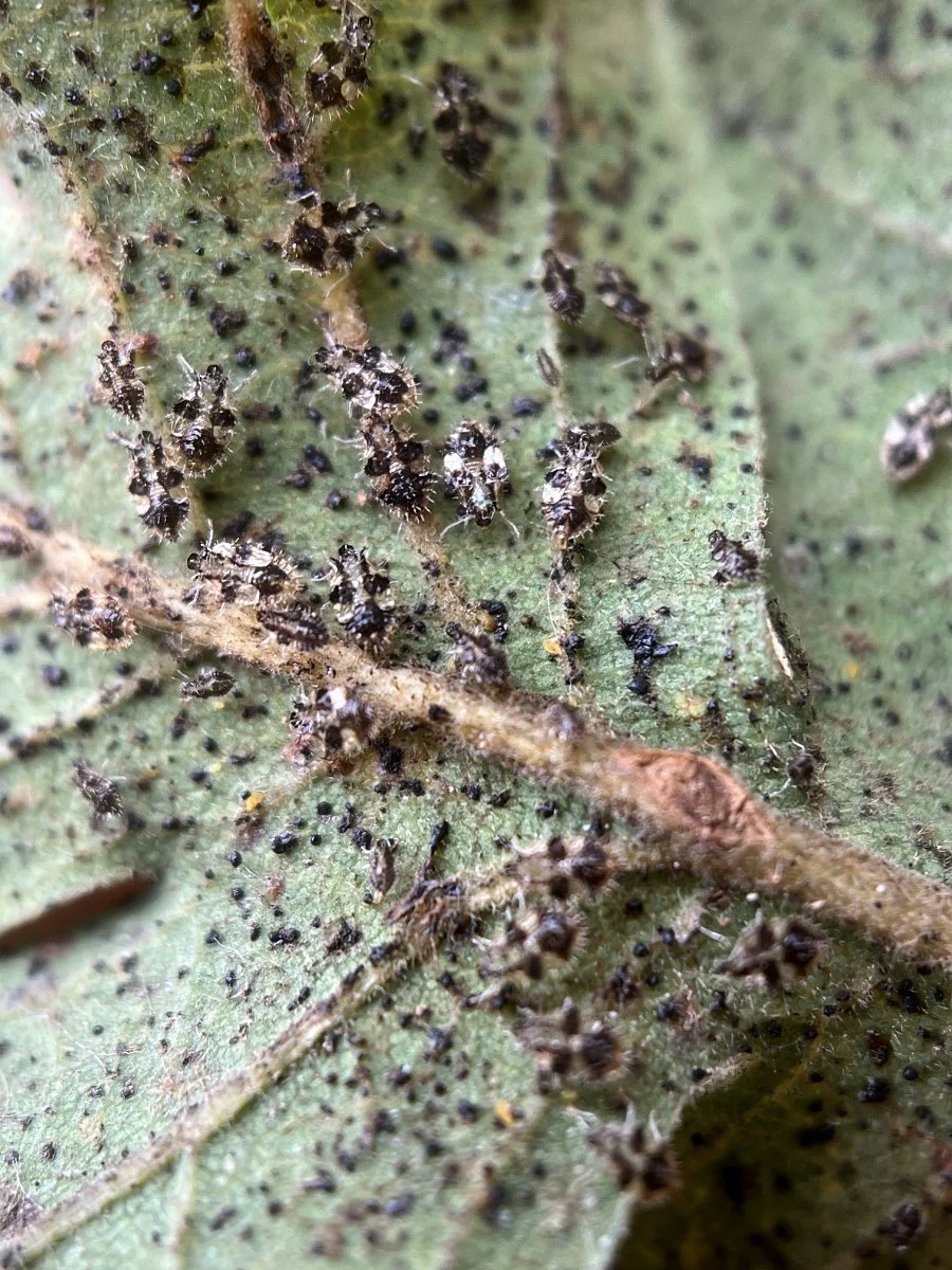 lace_bugs_on_underside_oak_leaf_web.jpg