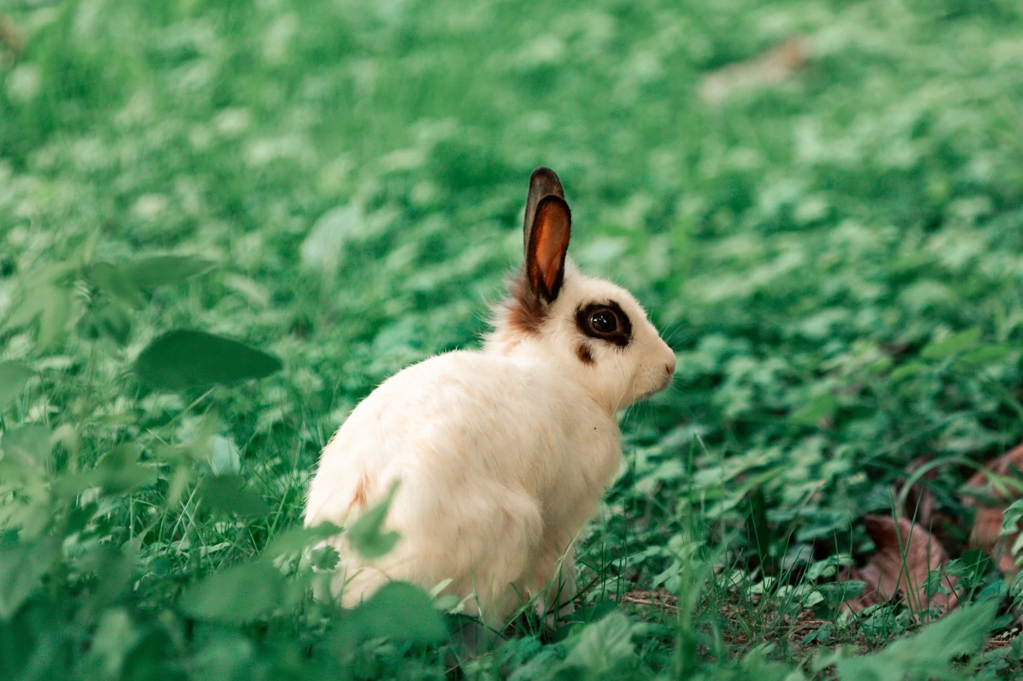 The Guests Take in the Grounds-1-4.JPG