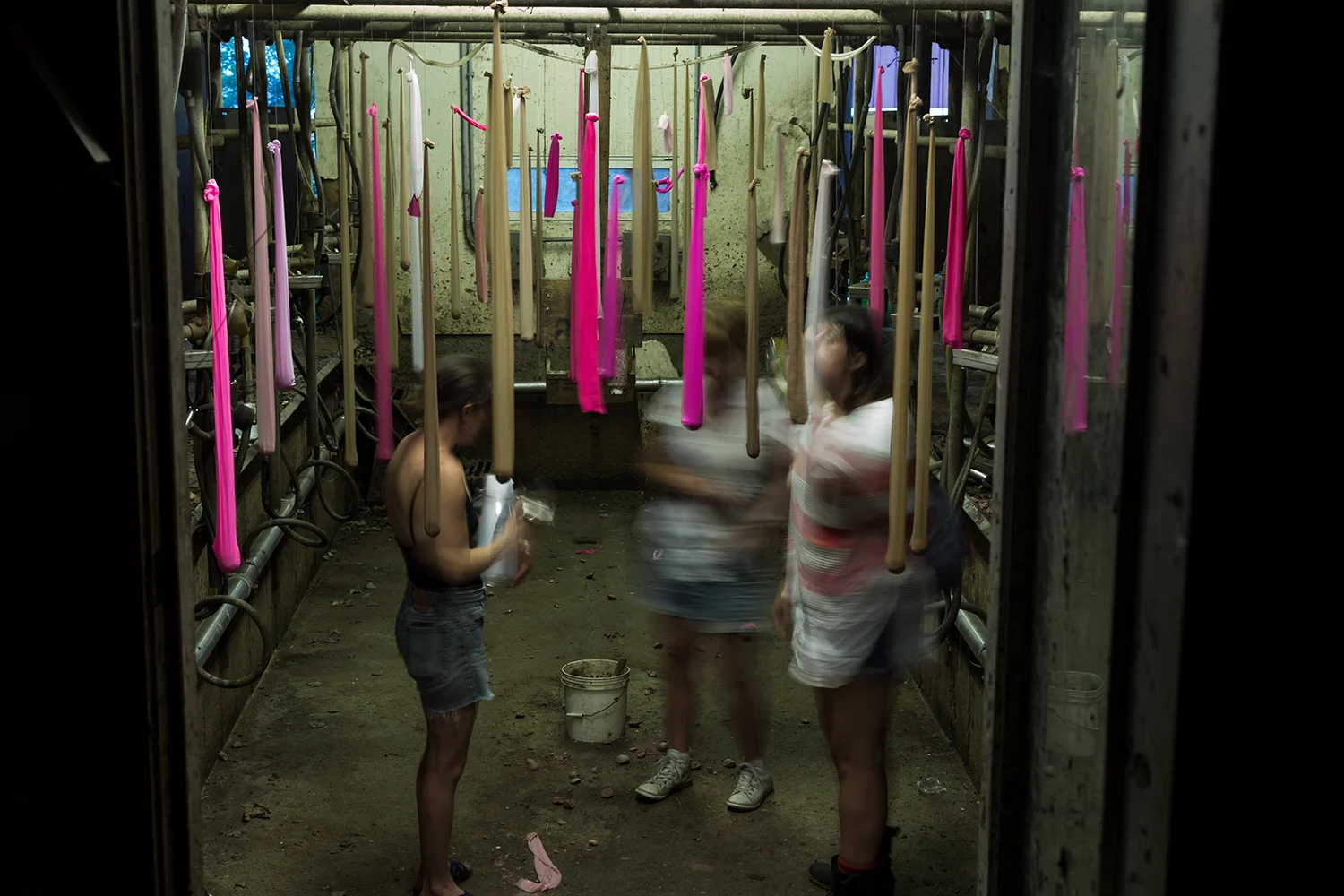 IN THE MILKING PARLOR