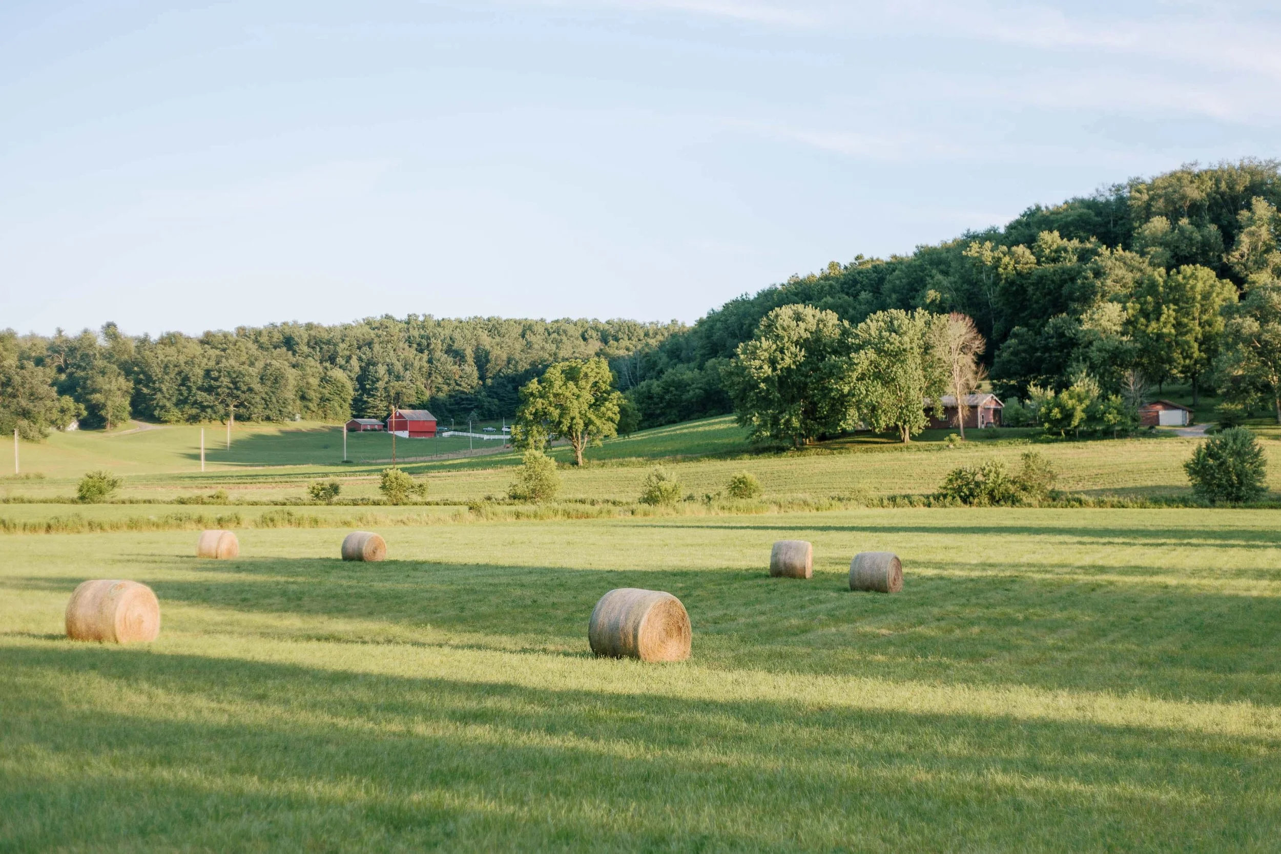 How Edna Lewis Became the Grand Dame of Southern Cooking (And What Her Story Teaches Us About Authentic Storytelling)