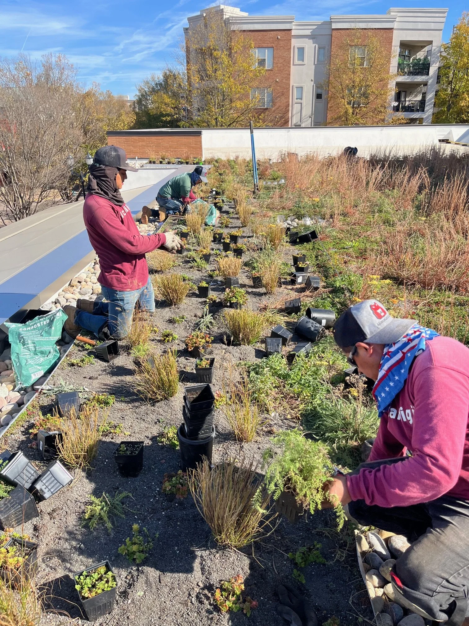 Rooftop plantings 1 Arhaus.jpg