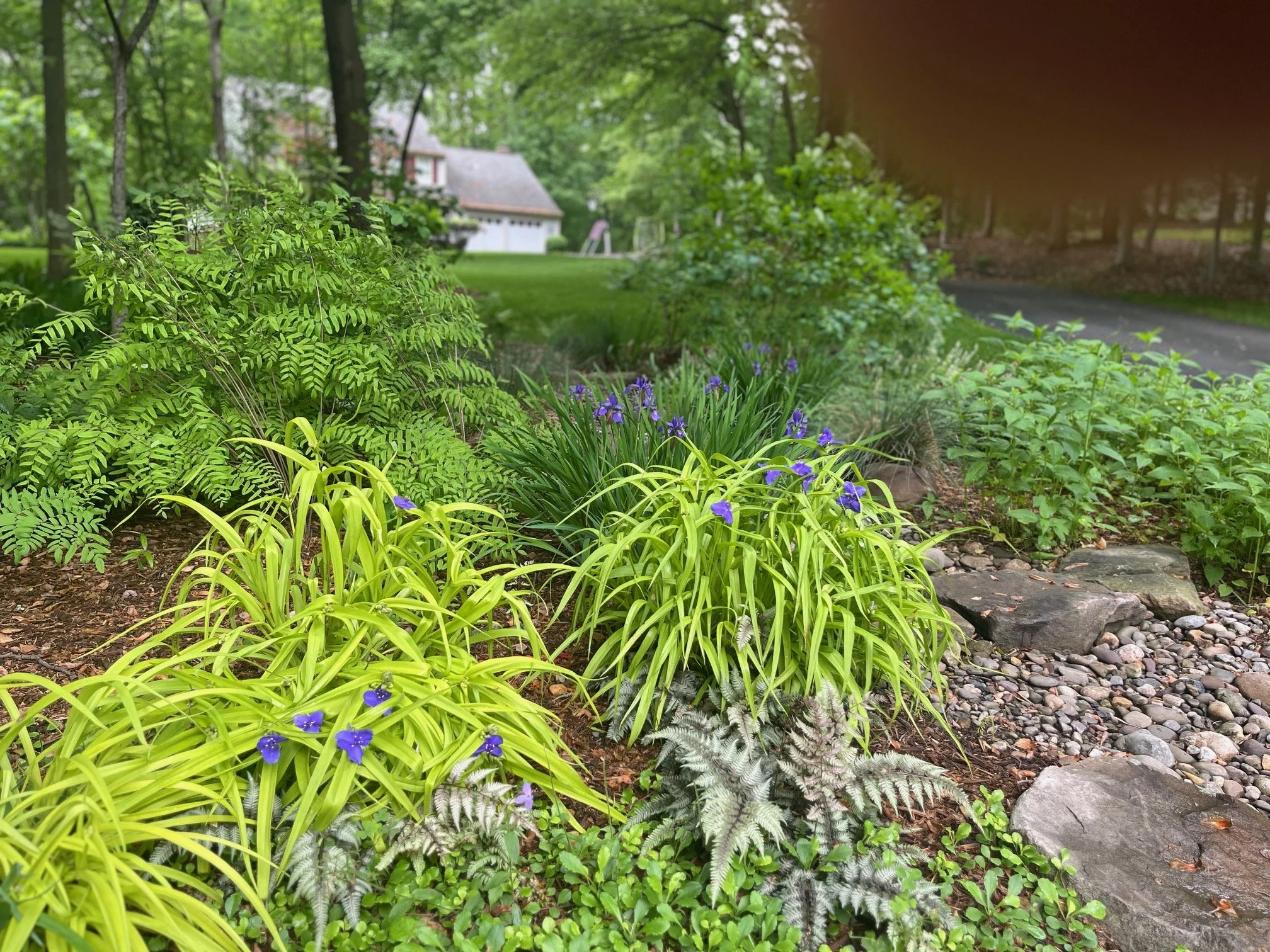 Rain Garden 1 yr old Ayers close up.jpg