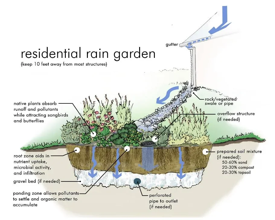 rain-garden (1).webp