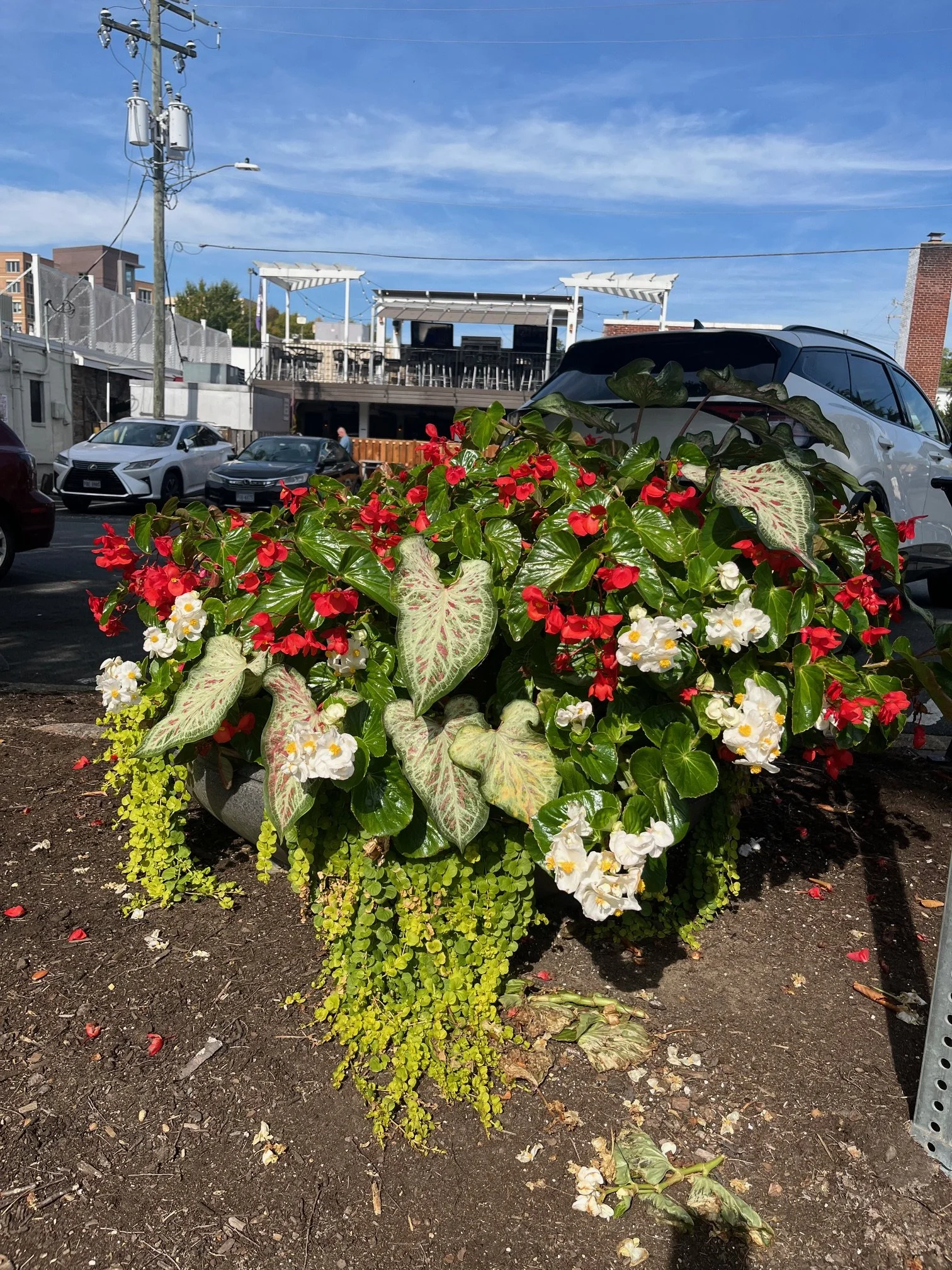 FC Bowl planter.jpg