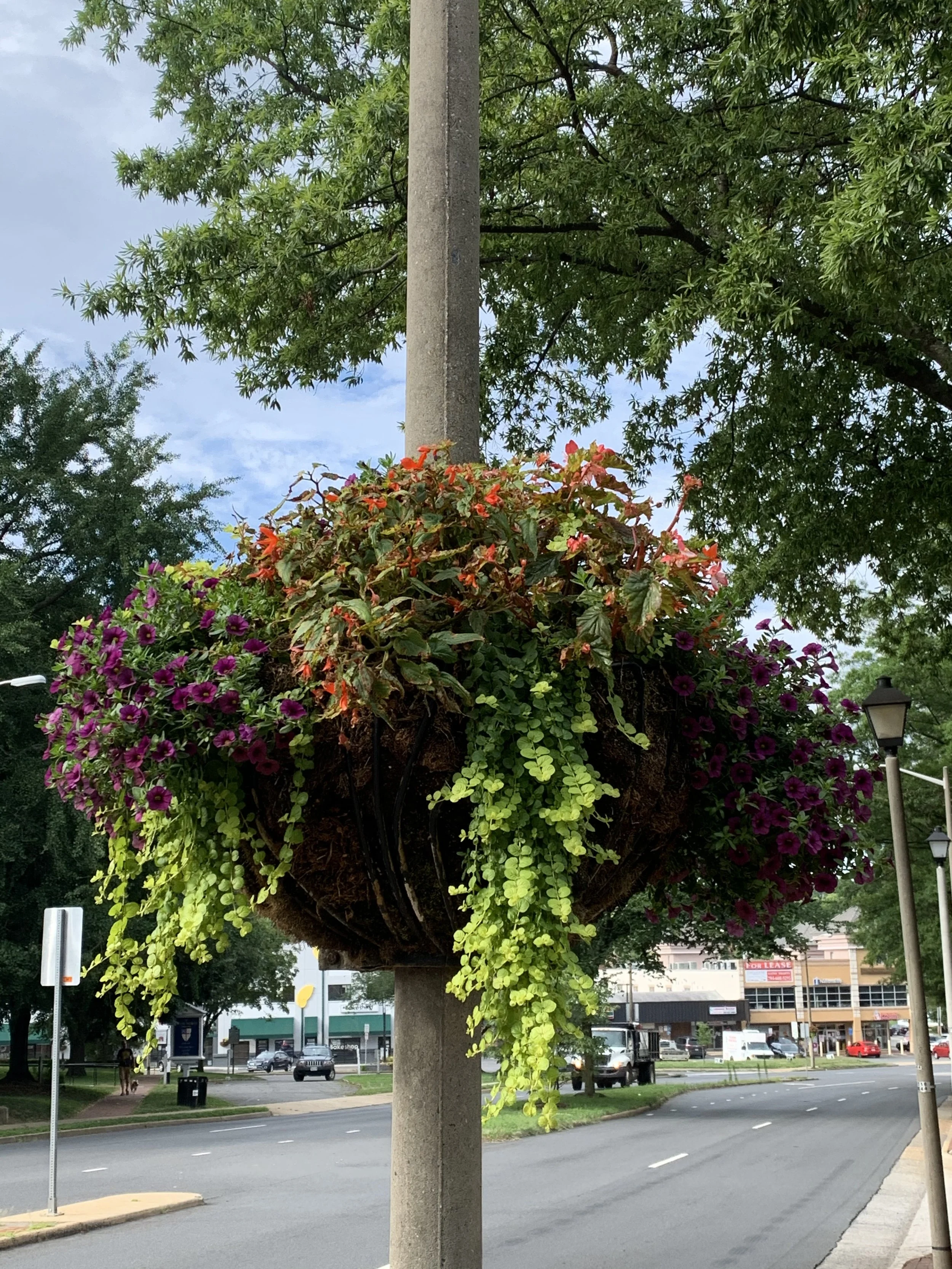 City street pole baskets.jpg