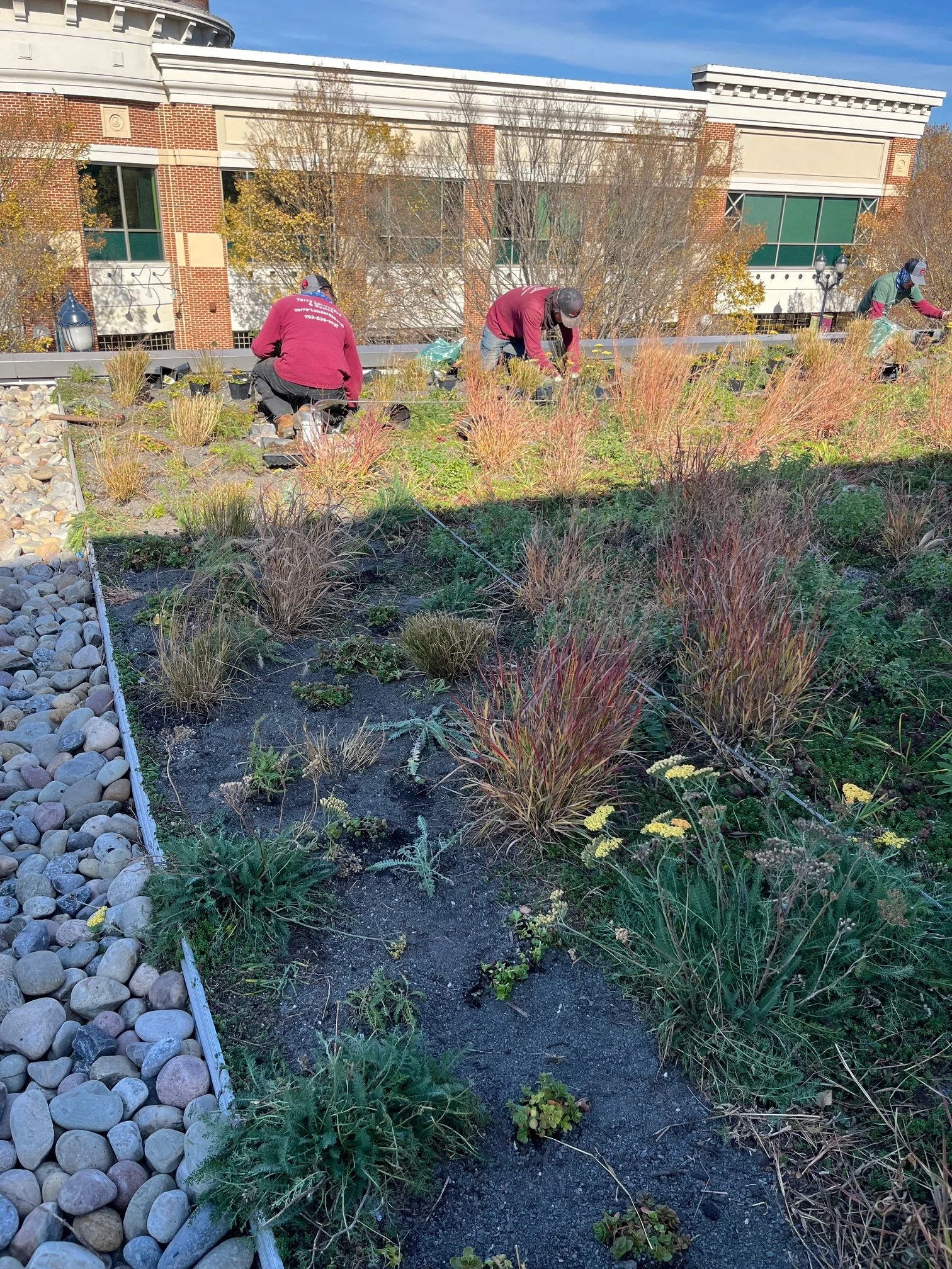 Rooftop plantings 2.jpg