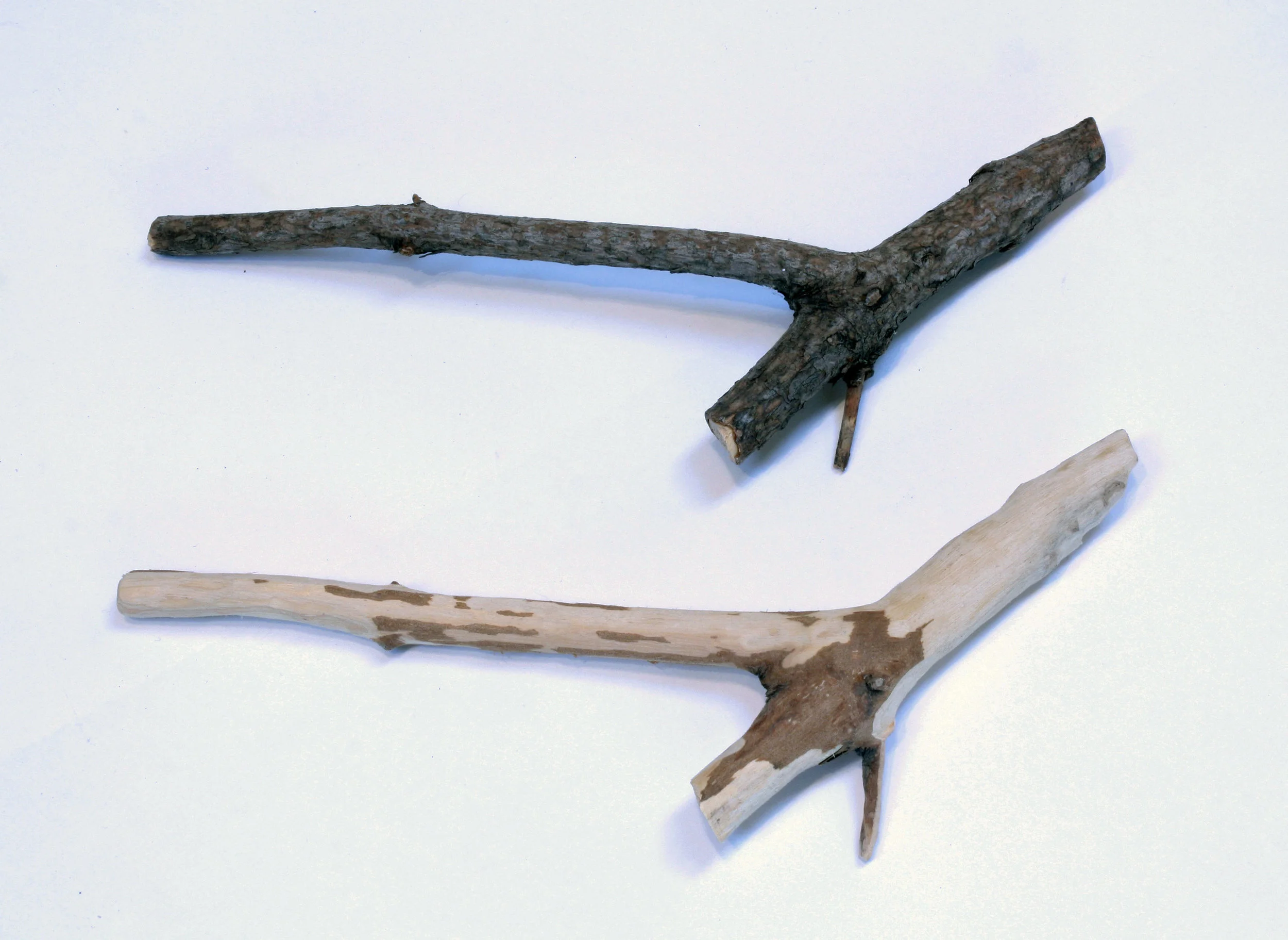 Pierre Menard detail 2 web image.jpg