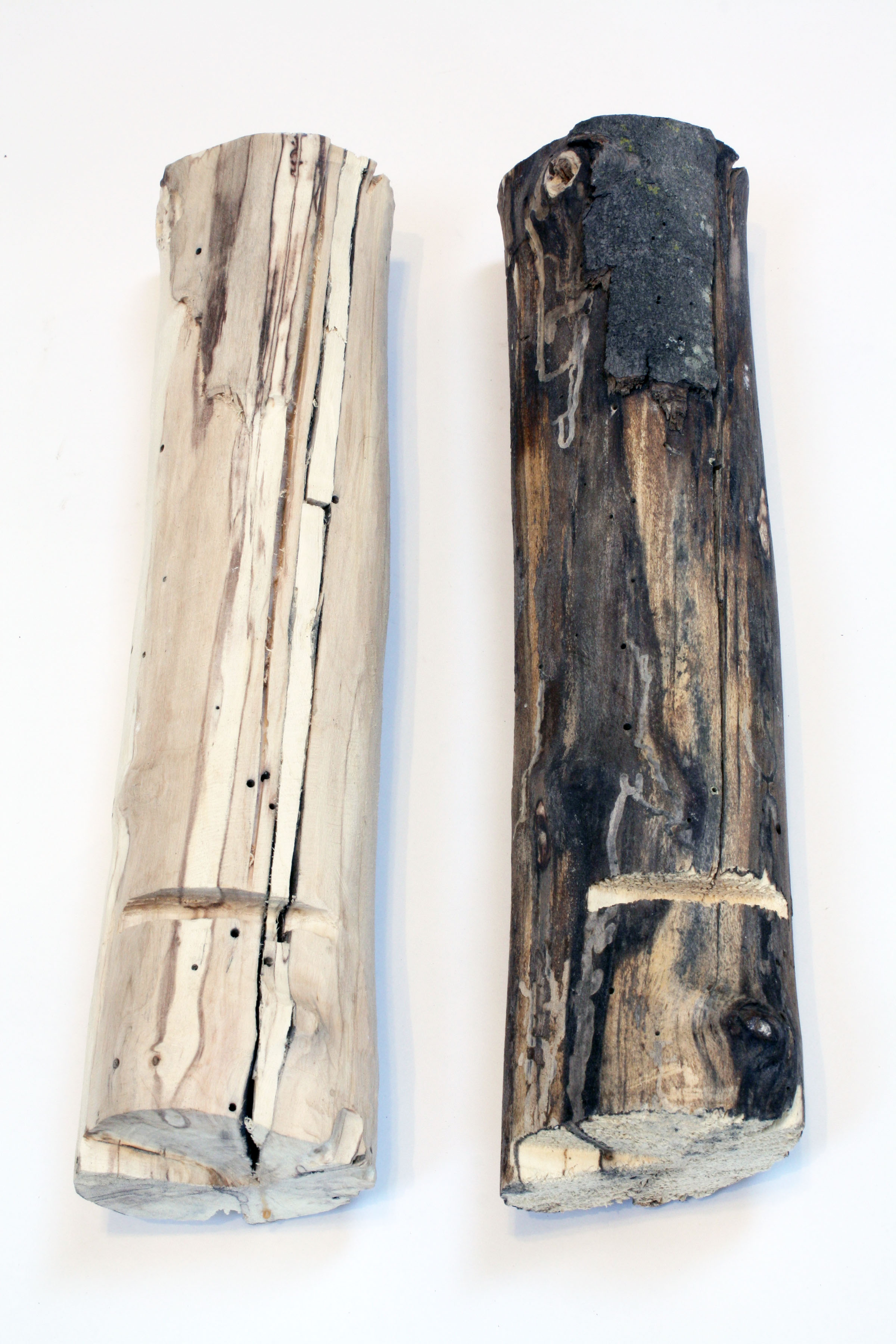 Pierre Menard detail 3 web image.jpg
