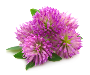 flowers.png