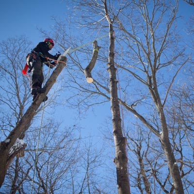  We remove large branches and lower them to the ground with ropes to minimize damage to buildings and other trees. 