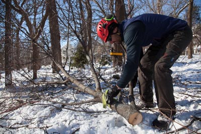  Brent disconnects a large branch in preparation to haul it to the chipper. 