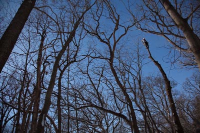  Cameron has removed all the branches from this tree and is beginning to take down the main trunk. 