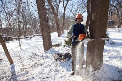 Mark notches the large trunk, in preparation for felling the tree.