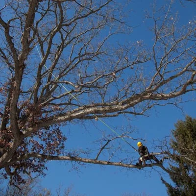 Mature oaks sometimes requires walking WAY out on a limb.