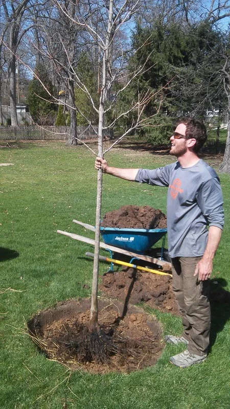 Bare root trees are generally light and easy for one person to pick up.
