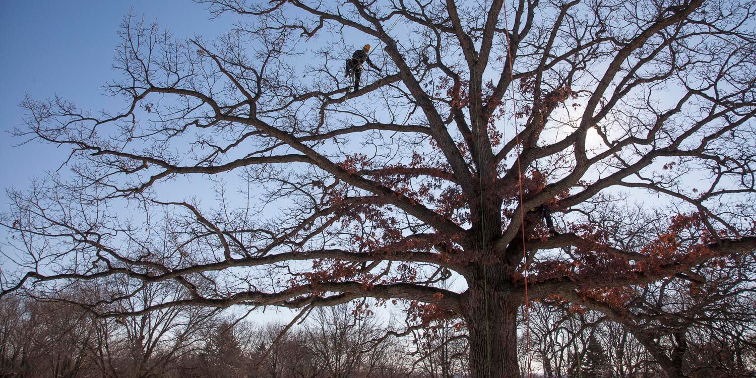 Oak-Tree-Pruning.JPG