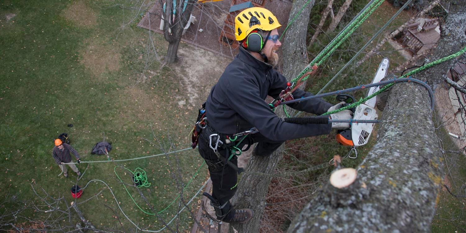 Trimming-Branches.JPG