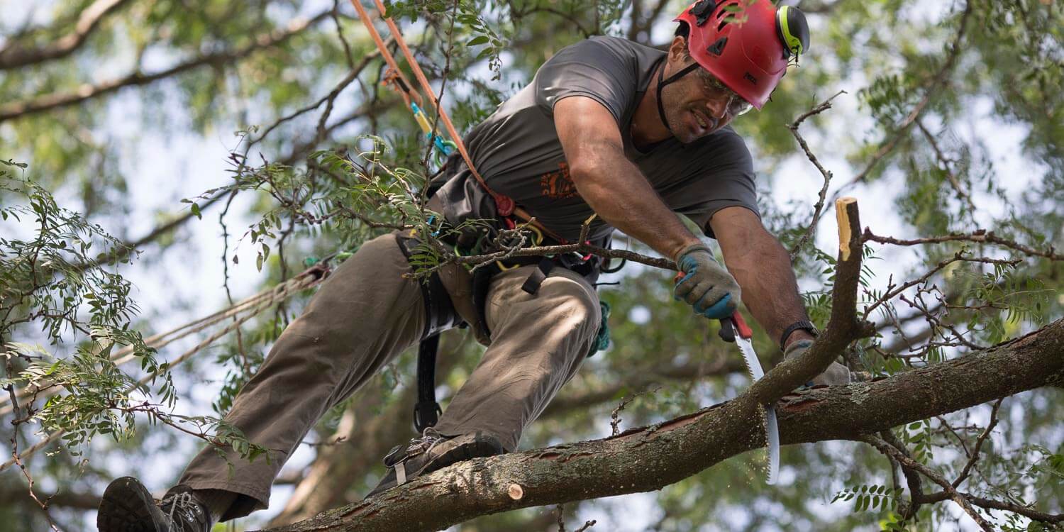 Cutting-Branches.JPG