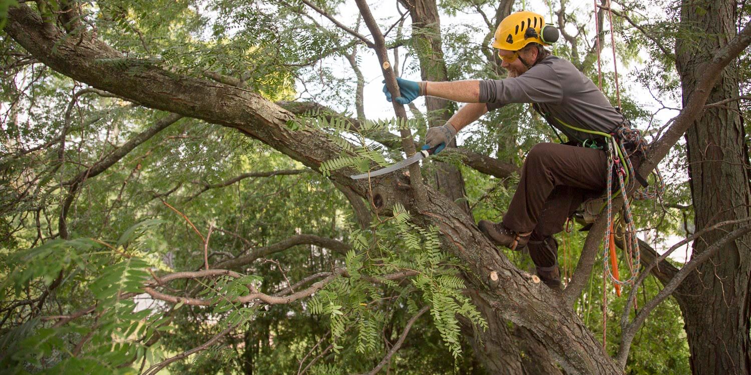 tree and shrub removal