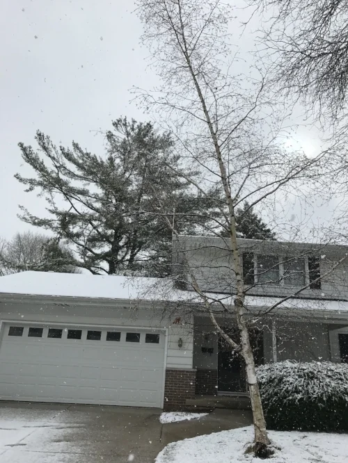 A single stem paper birch in a customer’s yard. This stem sprouted from the stump after the original tree was cut down due to structural concerns.