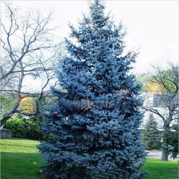 Image of Blue spruce tree in fall