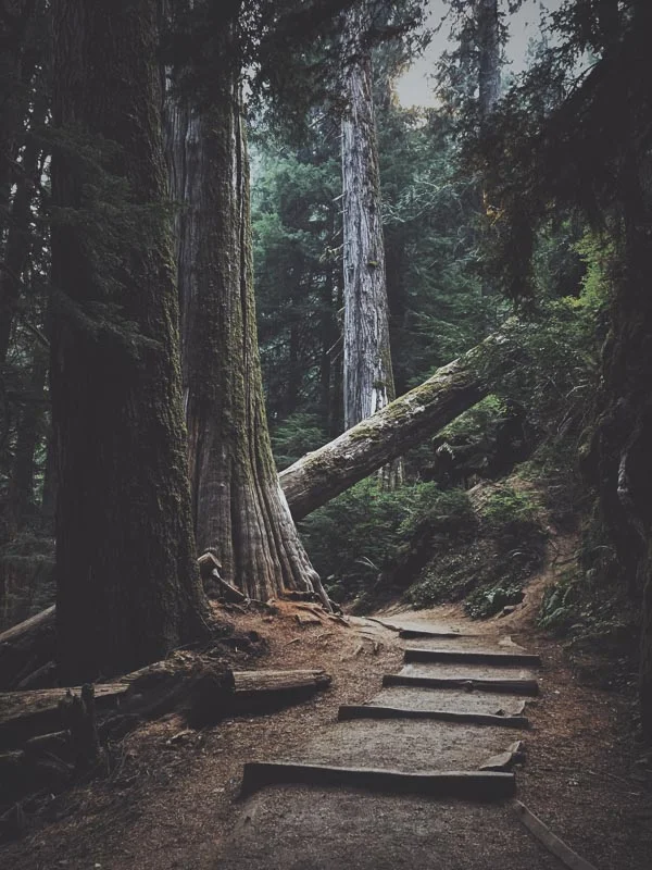 RedwoodPath.jpg