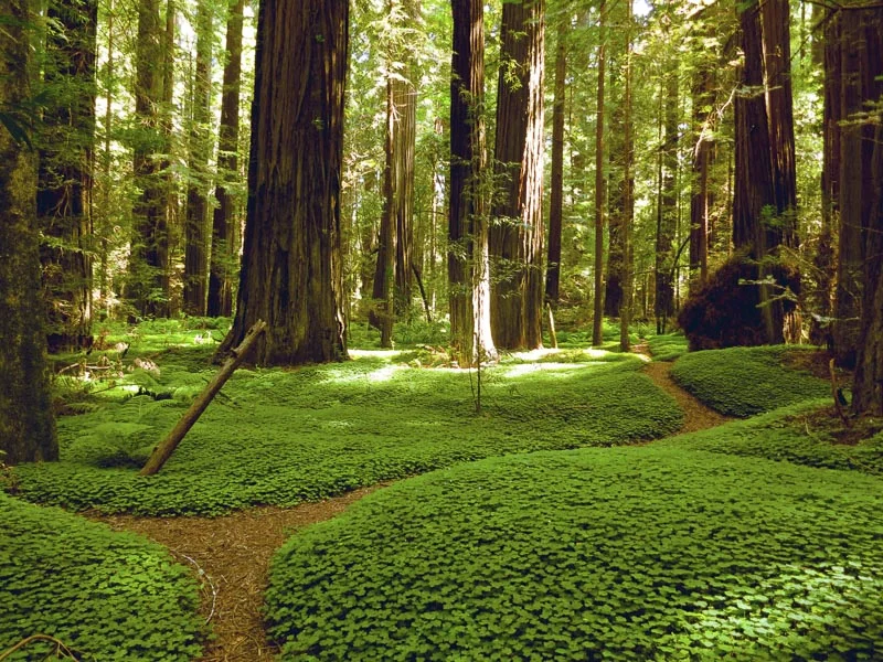 RedwoodForest.jpg