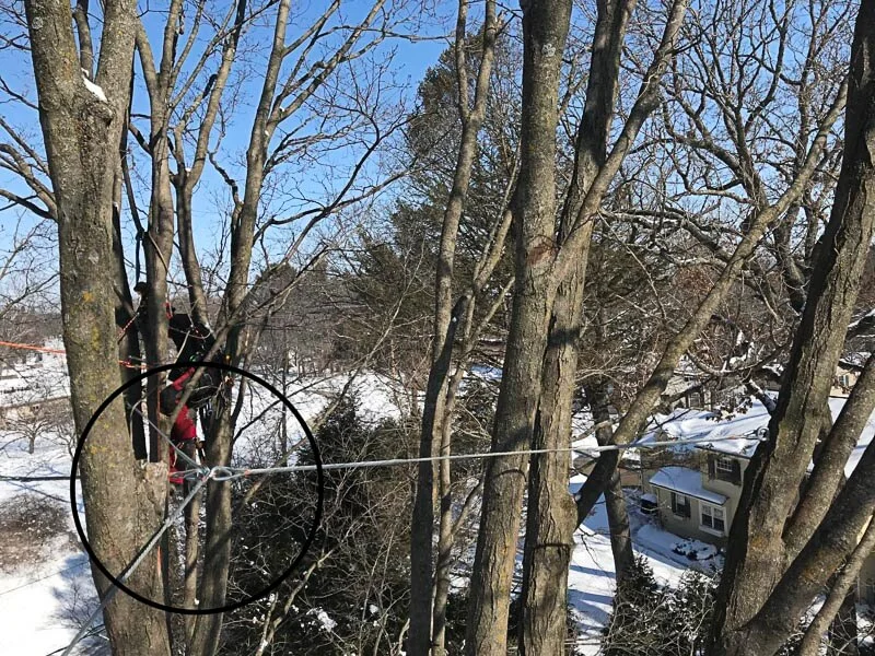 Four steel spokes attach to each major branch of the tree, connecting to a common steel ring at center.