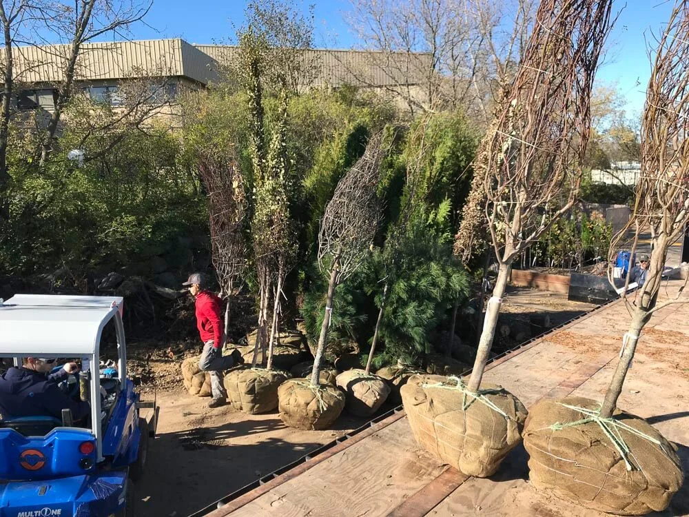 Balled and burlapped trees are HEAVY and must be moved by machine. More work, more $$$.