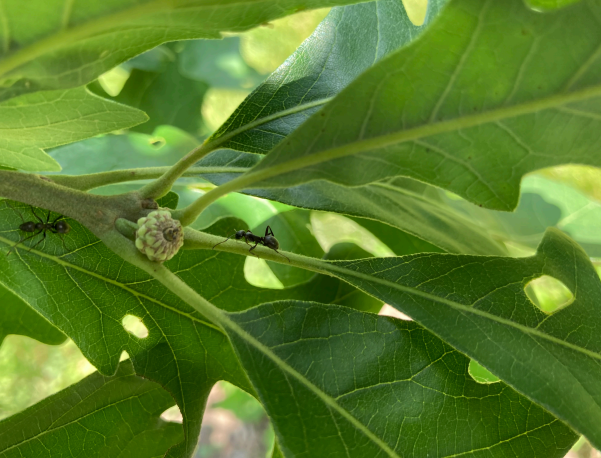First fruit phenophase