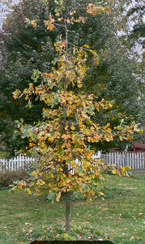 Colored leaves phenophase