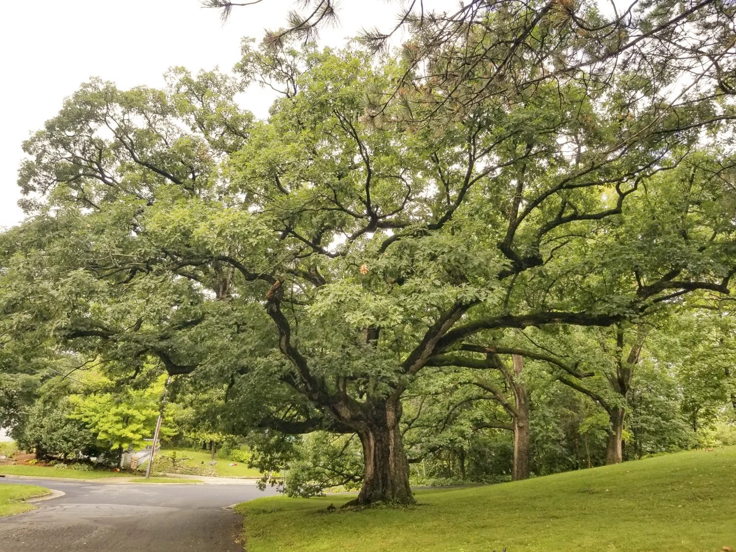 Dane County Heritage Oak Project Champions Our Majestic Trees