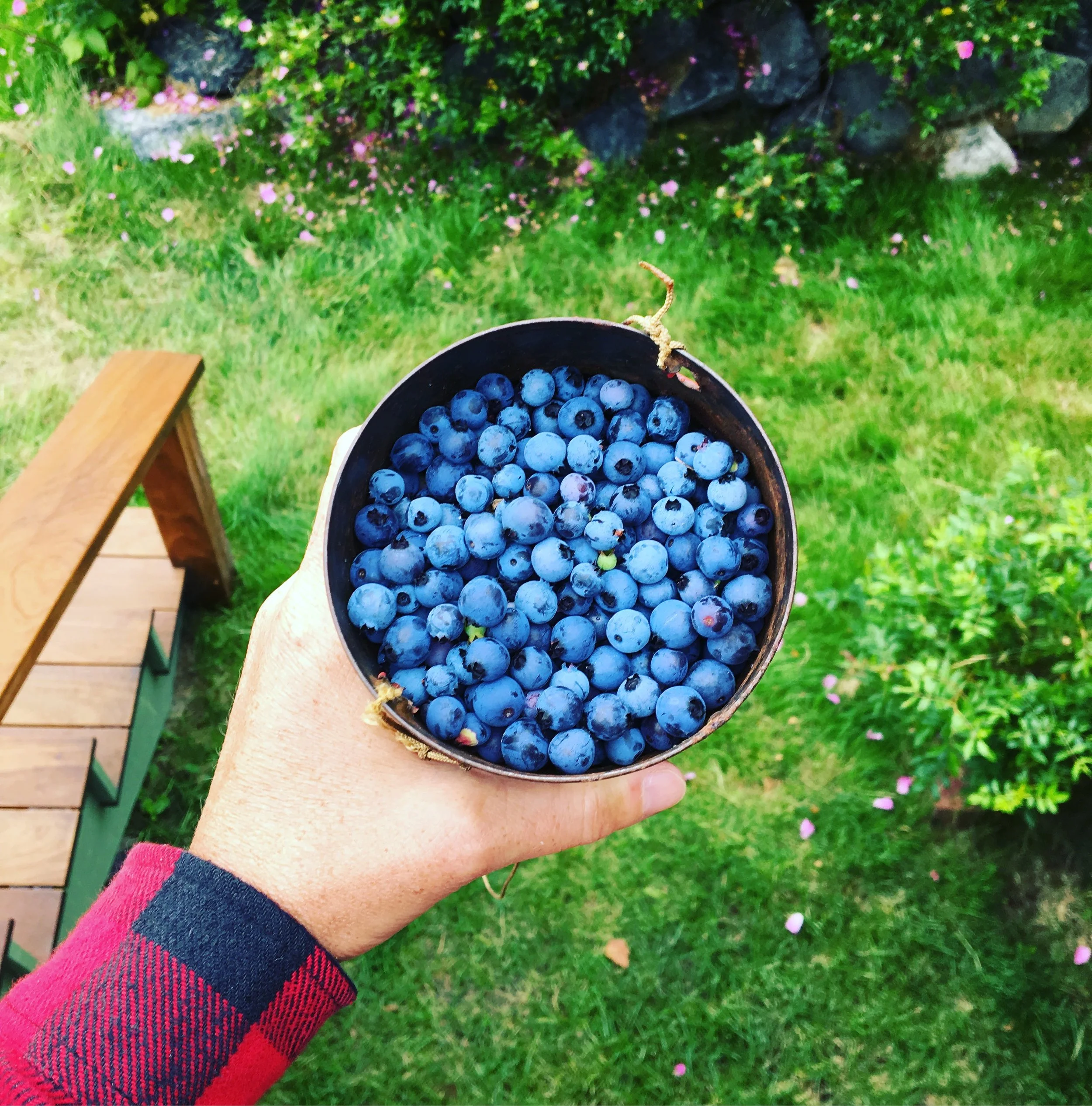 bluebs